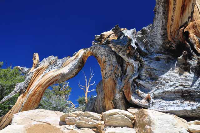 bristlecone